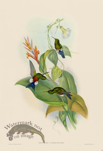 Gould Hummingbird 270